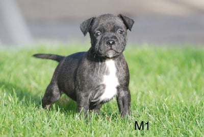 Les chiots de Staffordshire Bull Terrier