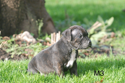 Les chiots de Staffordshire Bull Terrier