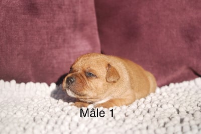 Les chiots de Staffordshire Bull Terrier