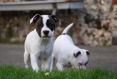 Les chiots de Staffordshire Bull Terrier