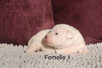 Les chiots de Staffordshire Bull Terrier