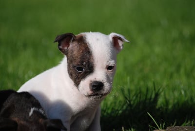 Les chiots de Staffordshire Bull Terrier