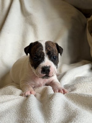 Les chiots de Staffordshire Bull Terrier