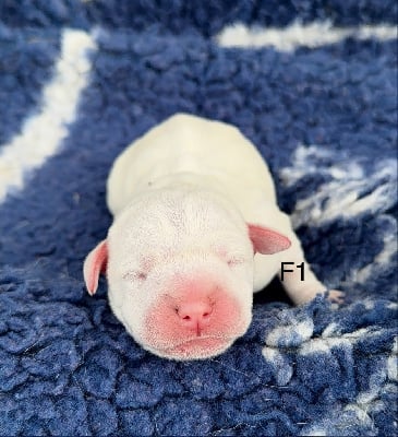 Les chiots de Staffordshire Bull Terrier