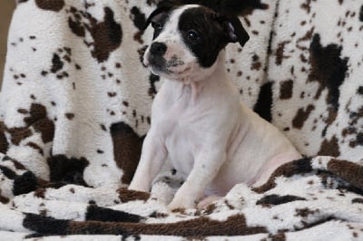 Les chiots de Staffordshire Bull Terrier