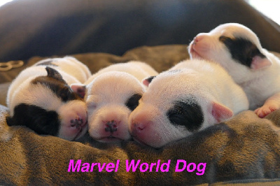 Staffordshire Bull Terrier - Marvel World Dog