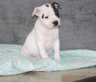 Les chiots de Staffordshire Bull Terrier