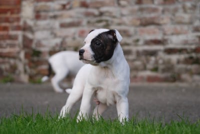 Les chiots de Staffordshire Bull Terrier
