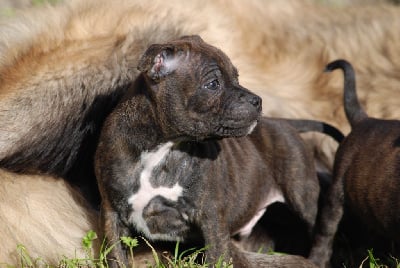 Les chiots de Staffordshire Bull Terrier