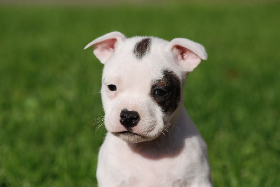 Les chiots de Staffordshire Bull Terrier