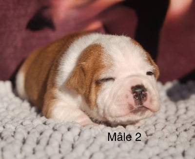 Les chiots de Staffordshire Bull Terrier