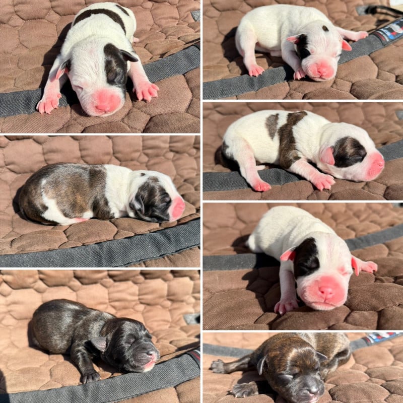 Staffordshire Bull Terrier - Marvel World Dog