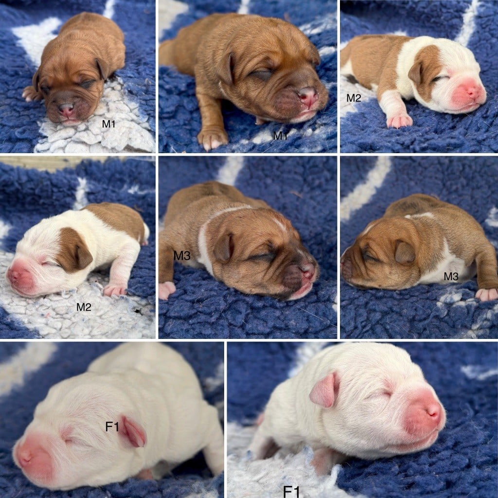 Staffordshire Bull Terrier - Marvel World Dog