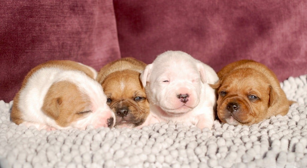 Staffordshire Bull Terrier - Marvel World Dog