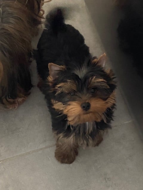 AIKO - Yorkshire Terrier