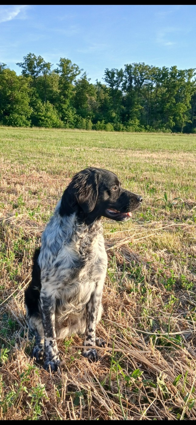 Vayan De La Mordoree De Puisaye