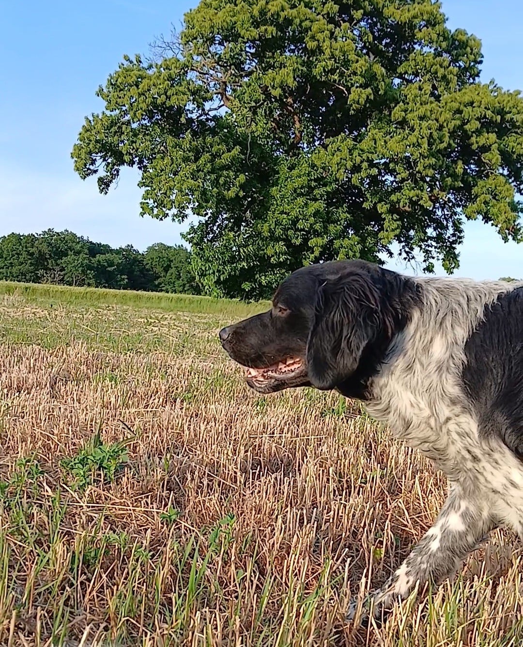 Vayan De La Mordoree De Puisaye