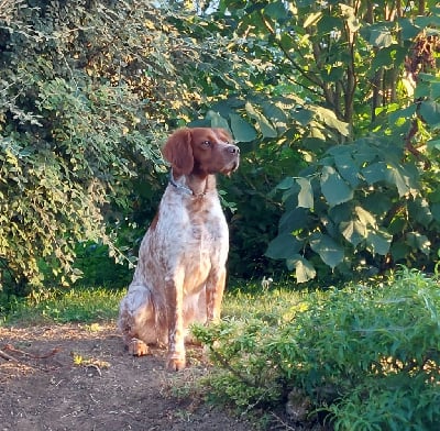 De La Mordoree De Puisaye