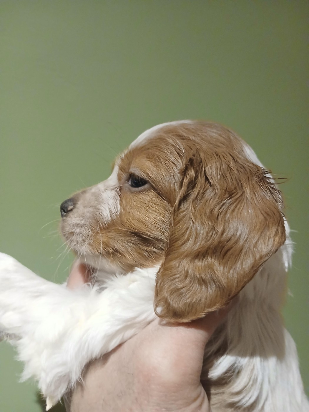 CHIOT 5 - Epagneul Breton