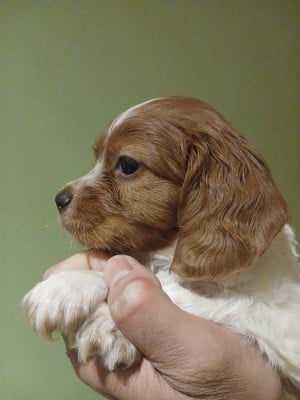 Les chiots de Epagneul Breton