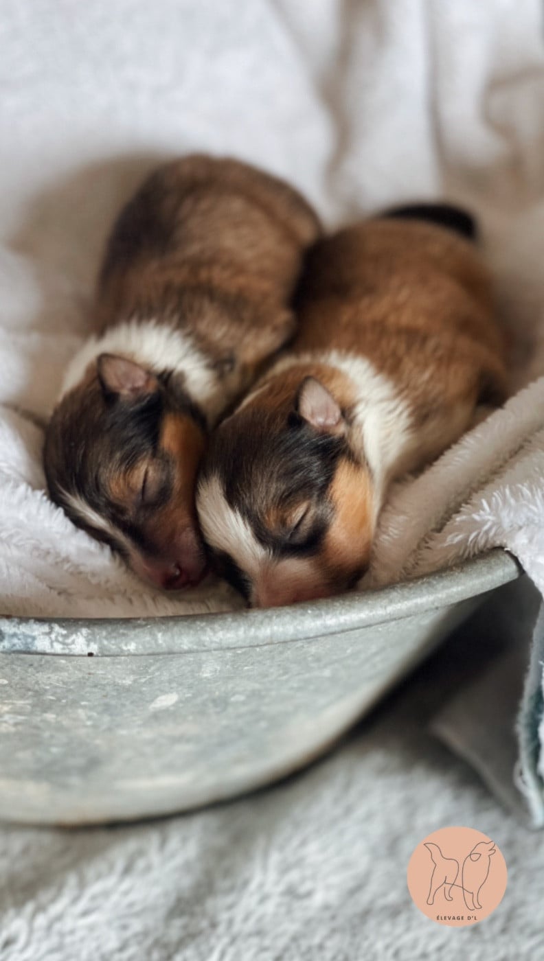 Chiot N°2