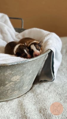 Les chiots de Shetland Sheepdog