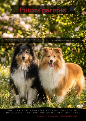 Les chiots de Shetland Sheepdog