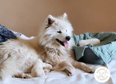 Les chiots de Samoyède
