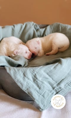 Les chiots de Samoyède