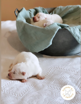 Les chiots de Samoyède