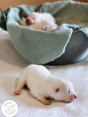 Les chiots de Samoyède