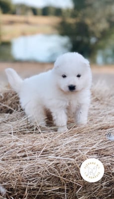 Les chiots de Samoyède