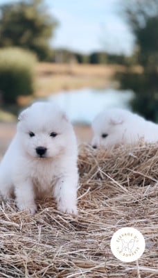 Les chiots de Samoyède