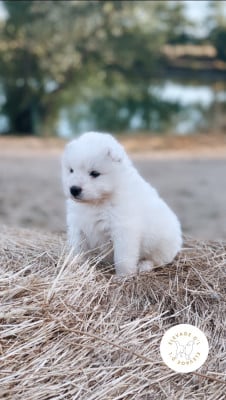 Les chiots de Samoyède