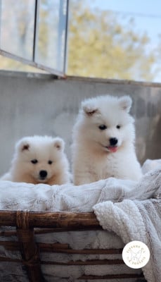 Les chiots de Samoyède