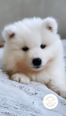 Les chiots de Samoyède