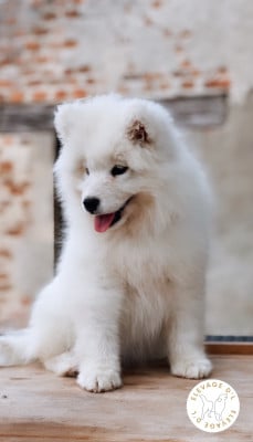 Les chiots de Samoyède