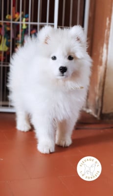 Les chiots de Samoyède