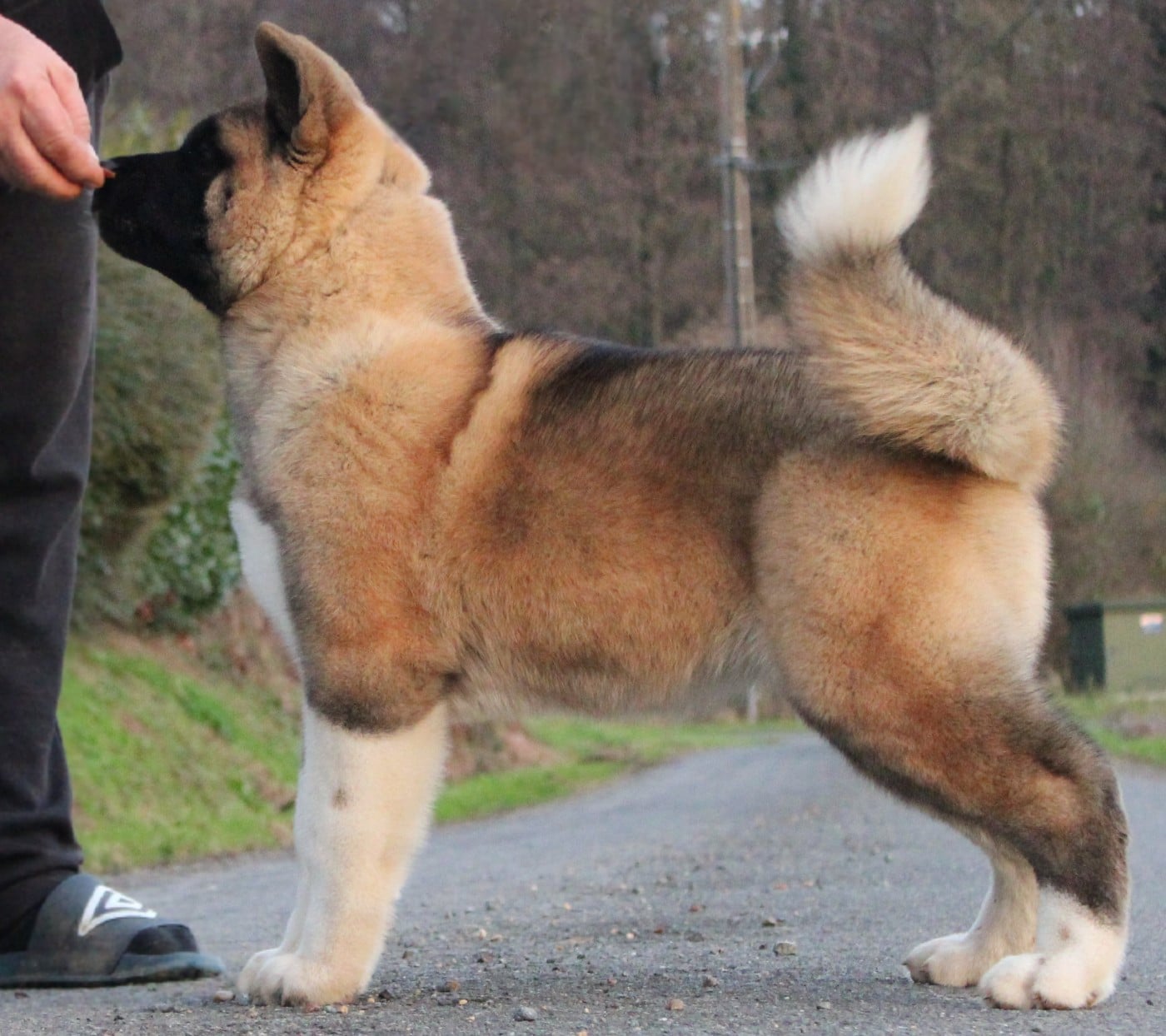 Amber leaf Of Bear's Park
