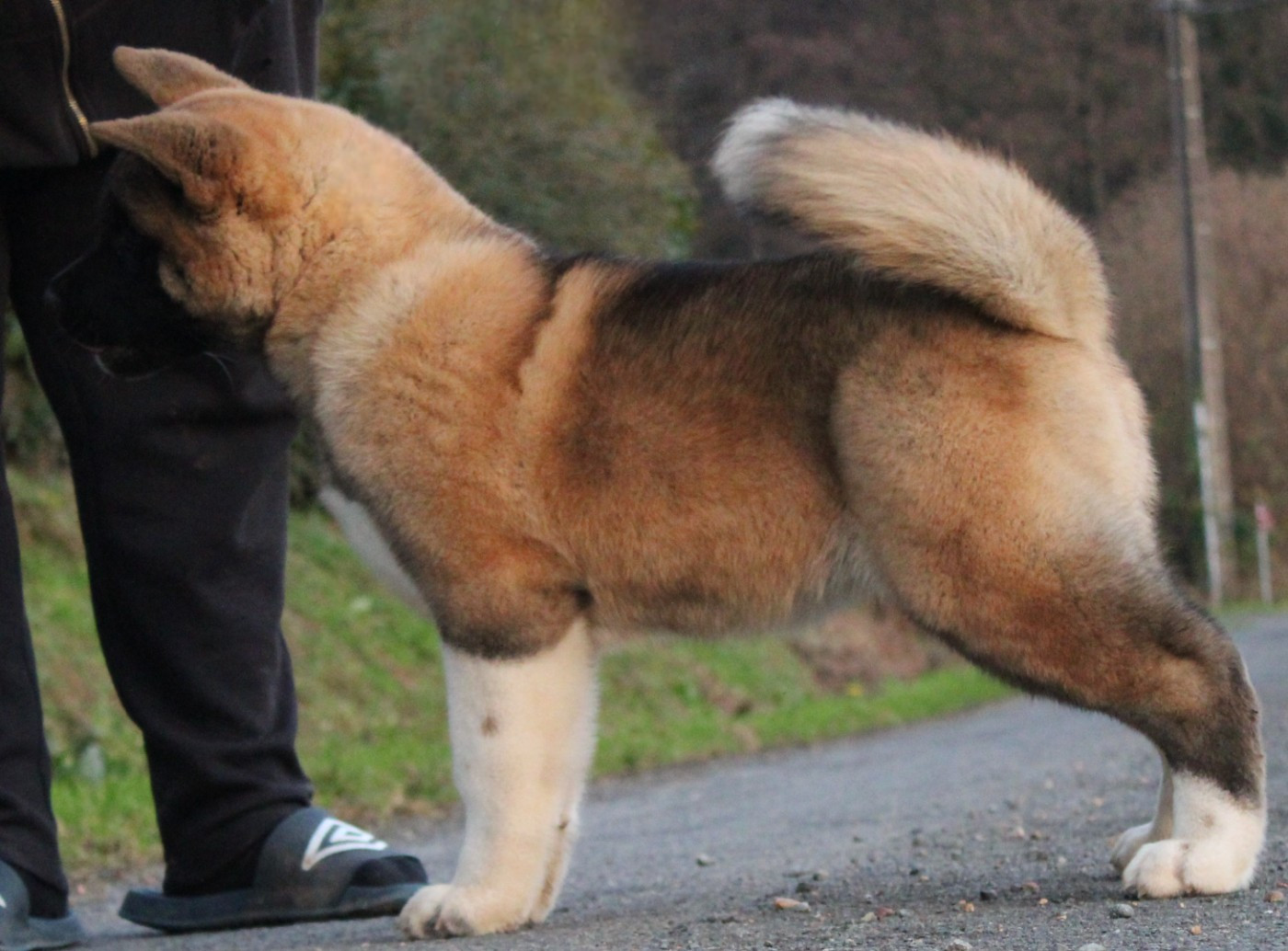 Amber leaf Of Bear's Park
