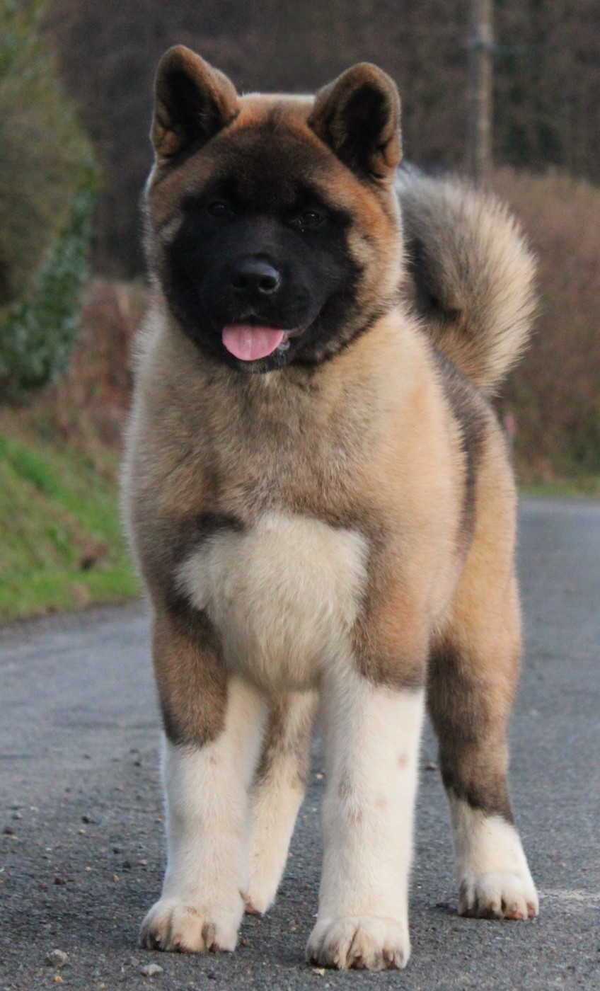 Amber leaf Of Bear's Park