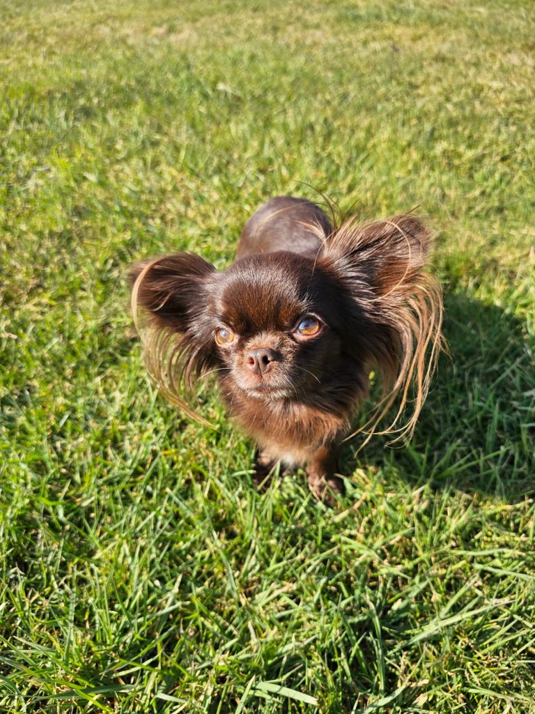 Publication : Du Clos De La Thyvolliéres