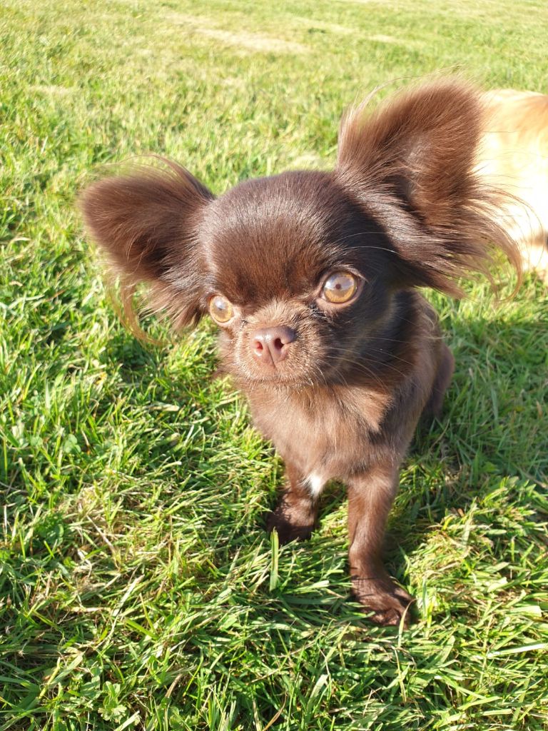 Publication : Du Clos De La Thyvolliéres