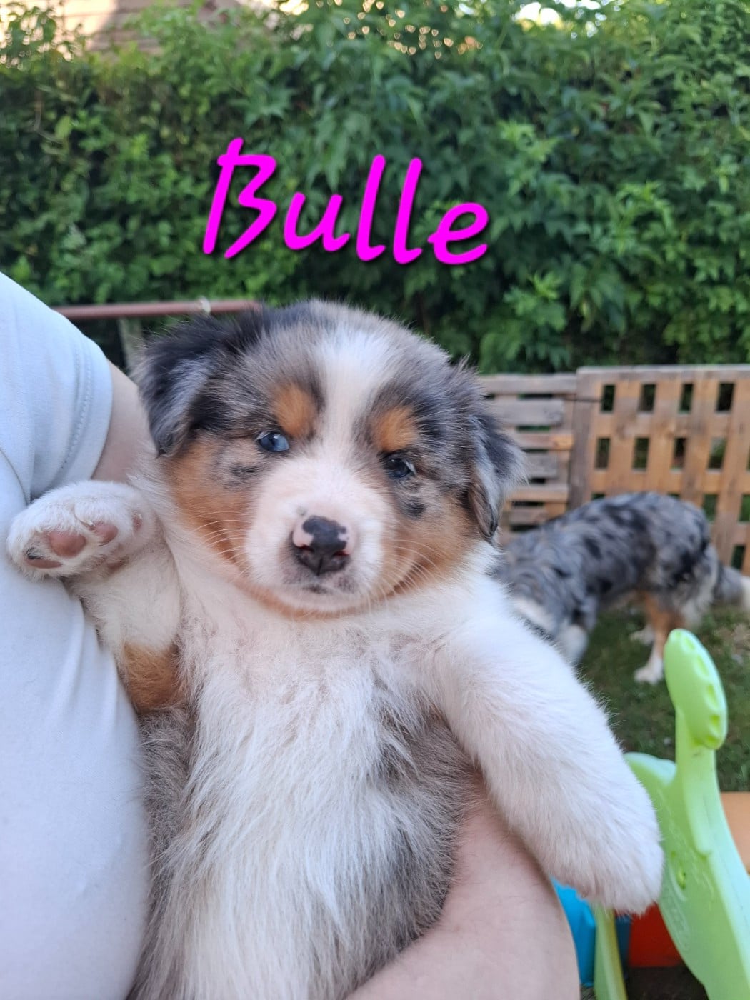 Bulle - Berger Australien