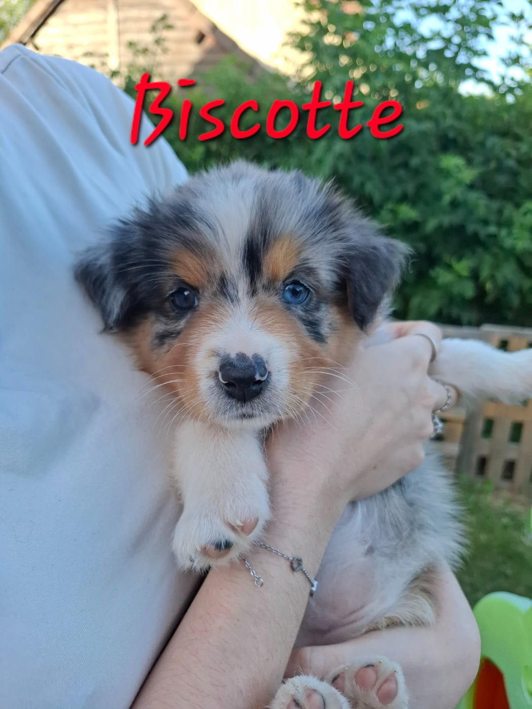 Biscotte - Berger Australien