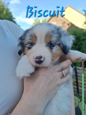 Biscuit - Berger Australien