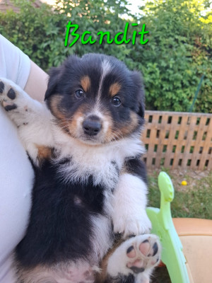 Bandit - Berger Australien