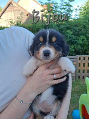 Les chiots de Berger Australien