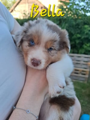 Bella - Berger Australien