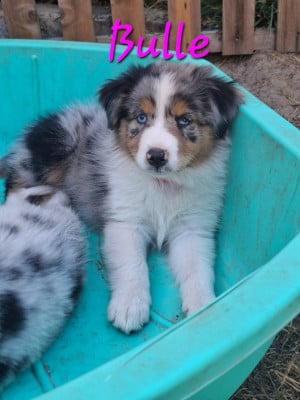 Les chiots de Berger Australien